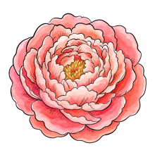 Peony
