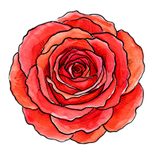 Rose